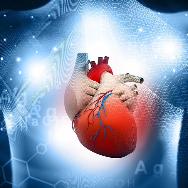 Illustration of human heart