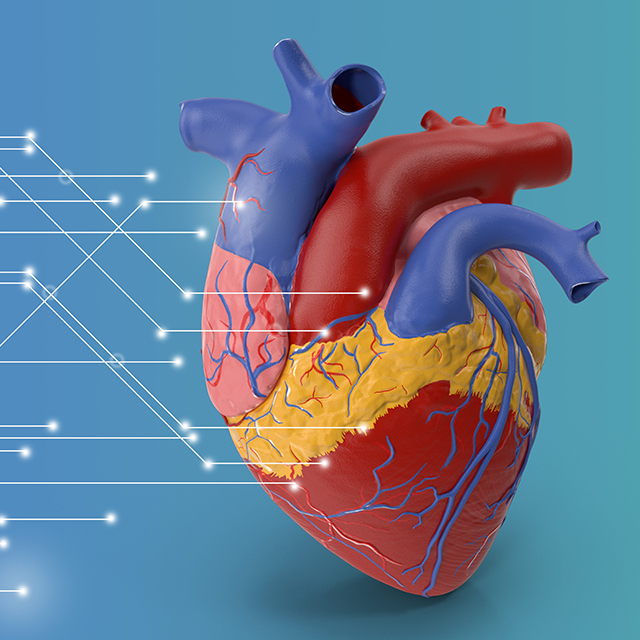 Illustration shows a model of a human heart.