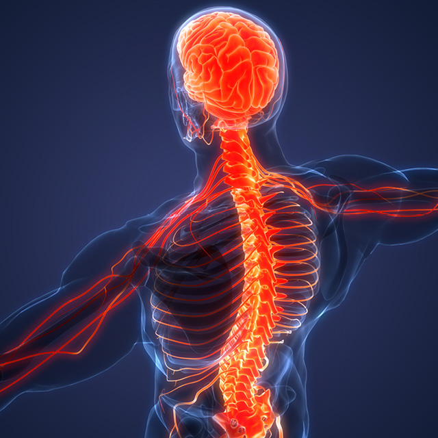 a 3D illustration of the nervous system in relation to the spine and brain, with nerves, the brain and spine glowing amber