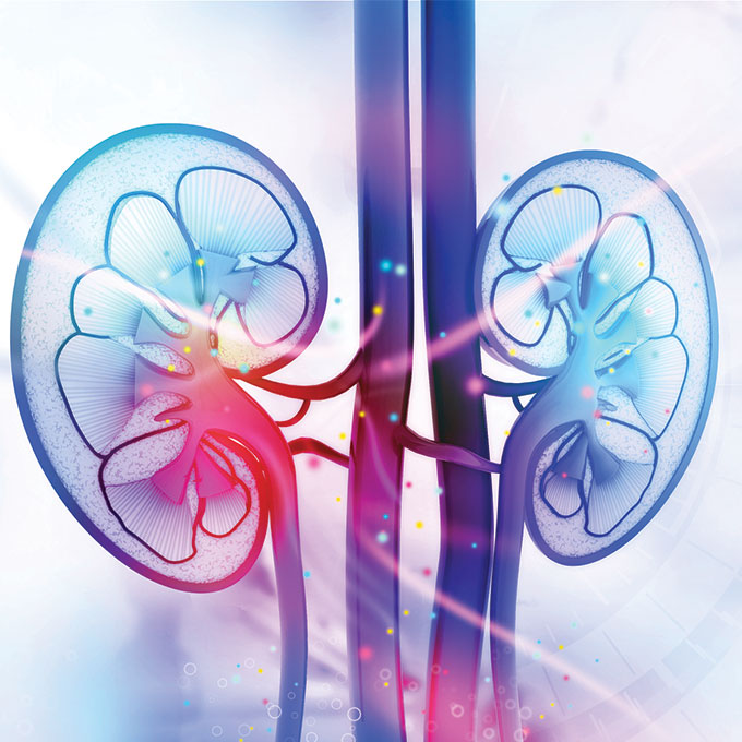 kidney illustration