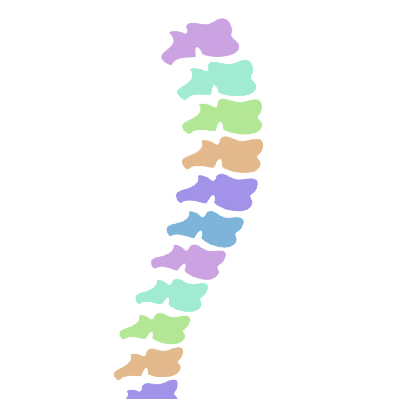 spine