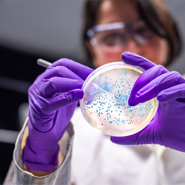 Petri dish
