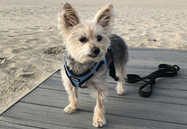 Francis the dog