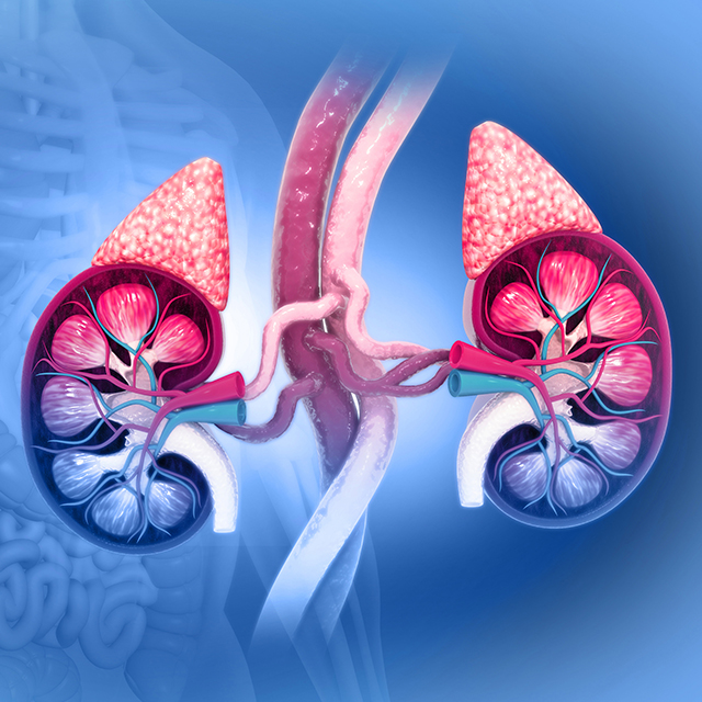 A 3D illustration of the human urinary system, including kidneys and the adrenal gland