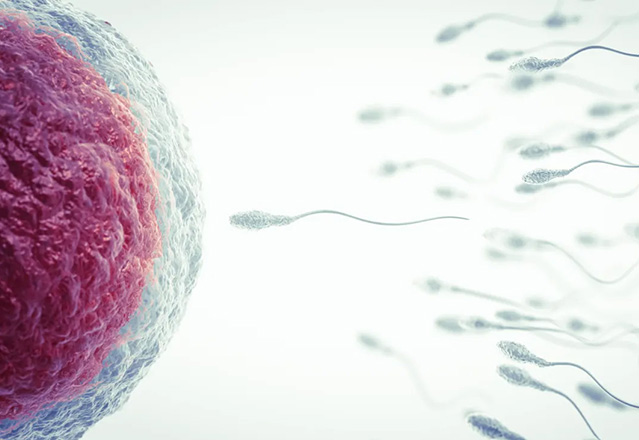 Johns Hopkins Fertility Center