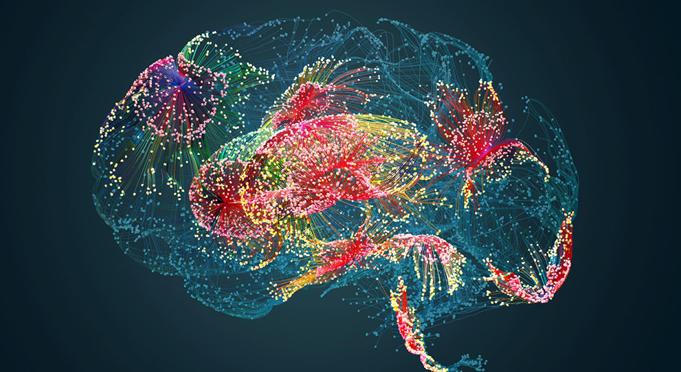 brain