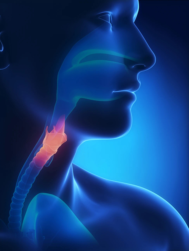 larynx graphic