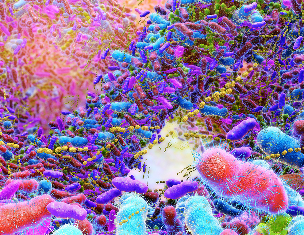 Artist's rendering of gut bacteria