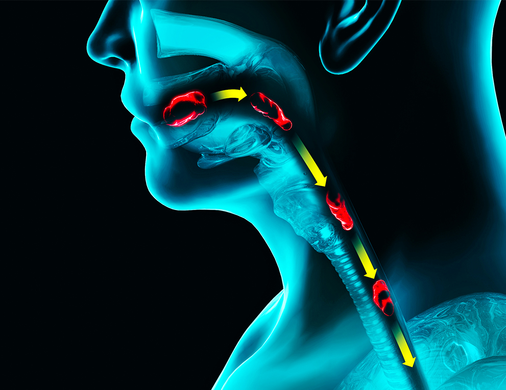 he path of food, the act of swallowing. Person x-ray, 3d render. Swallowing involves the transport of saliva, solid food and drinks from the mouth to the stomach