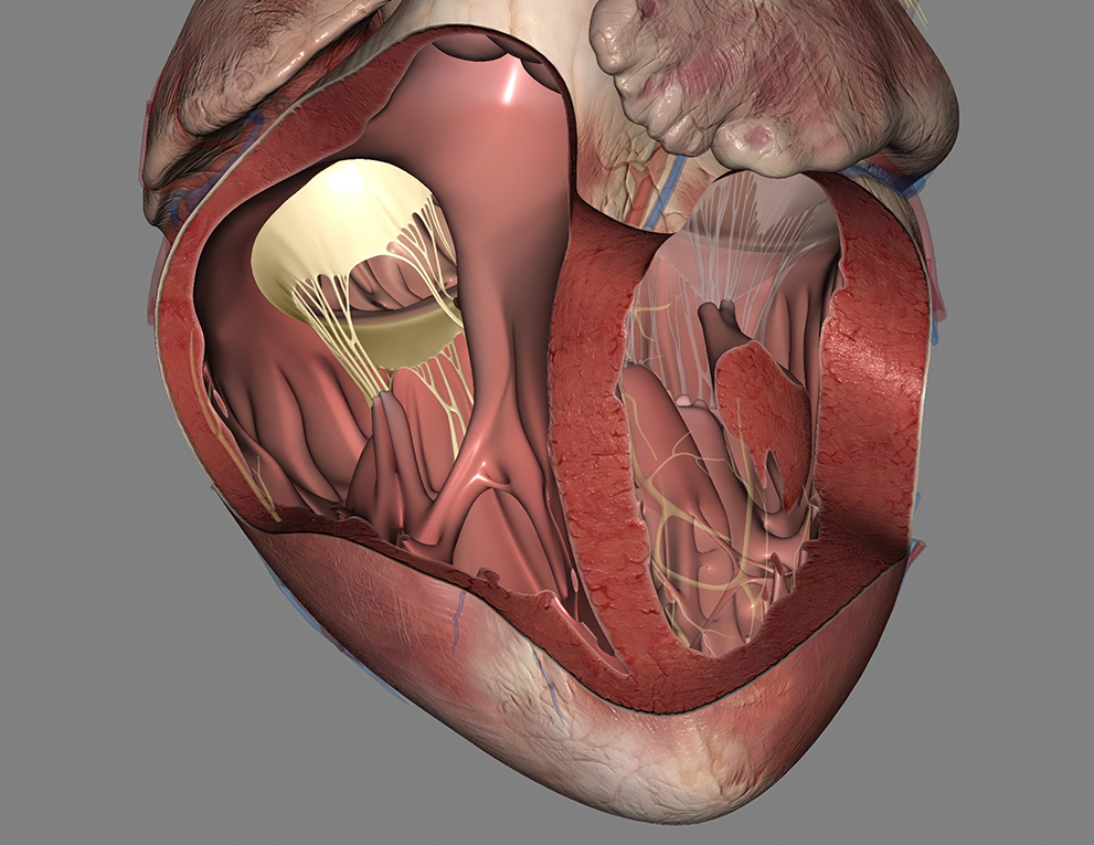 The tricuspid valve sits between the heart's two right chambers - 3d illustration