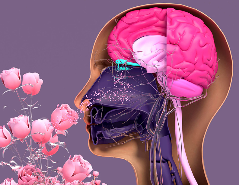 Components of the olfactory system.
