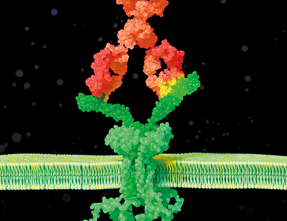 A precision engineered CATCR-T cell (green) seeks out and binds to a B cell receptor (pink) expressed on the surface of an autoimmune disease-causing B cell, ultimately causing the T cell to kill the B cell in a selective fashion.