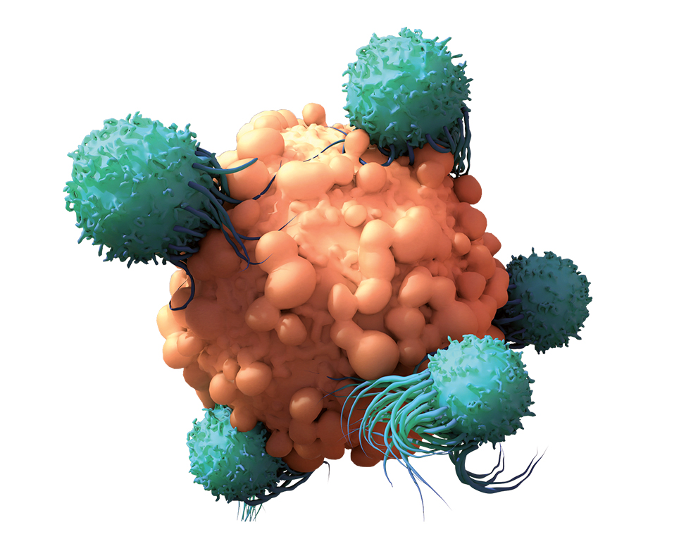 3D illustration of T Cell
