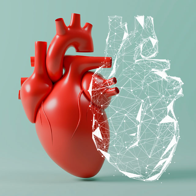 medical illustration of heart