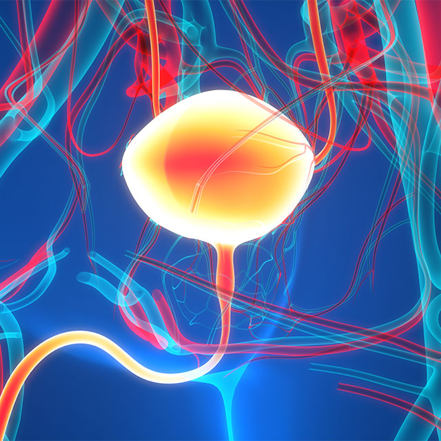 3D illustration of a bladder highlighted within the body.