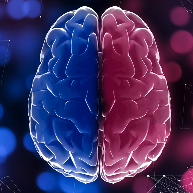 Photo of human brain with two hemispheres differentiated in blue and red with blurred lights in background