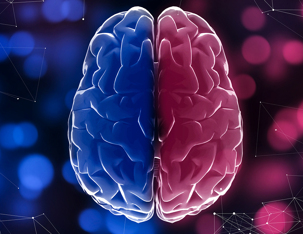 Photo of human brain with two hemispheres differentiated in blue and red with blurred lights in background
