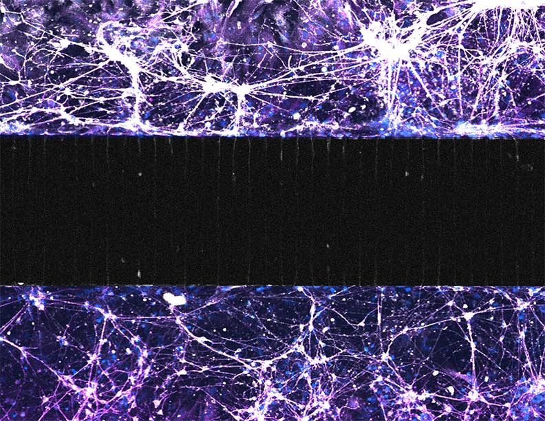 A microscopic view of a cell model, showing a dark horizontal stripe through the middle, surrounded by light purple web of cells above and below it.