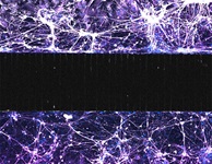 A microscopic view of a cell model, showing a dark horizontal stripe through the middle, surrounded by light purple web of cells above and below it.