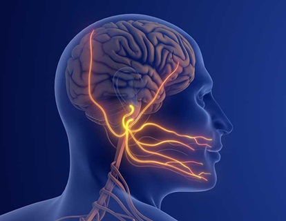 Illustration of the trigeminal nerve extending into the face and the brain, pictured inside a transparent rendering of a human head