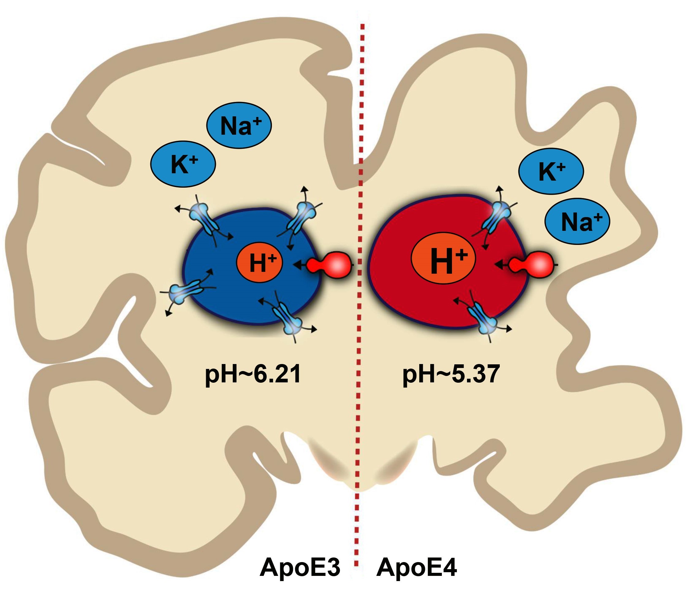 脑细胞的pH值不平衡可能会导致阿尔茨海默氏症