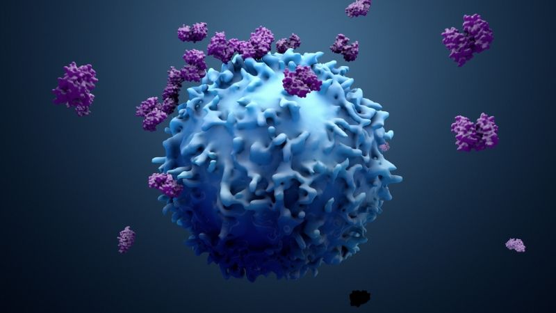 800 Immune cells attacking cancer