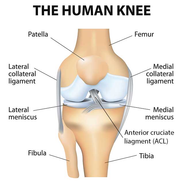 Illustration of a knee joint with different parts of the knee labeled