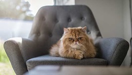 old cat sitting on chair