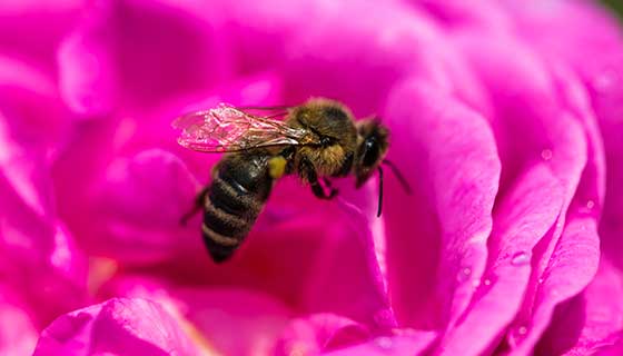 bee flying around pink rose