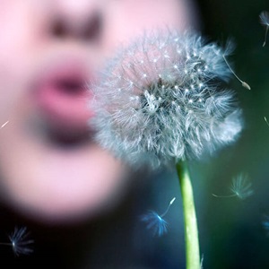 Person blowing on a dandelion flower.