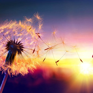 Dandelion blowing in the wind at sunset.