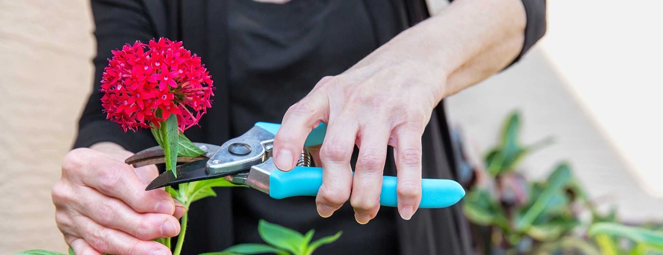 woman with arthritis clipping flower