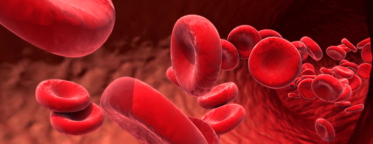 An illustration of blood cells.