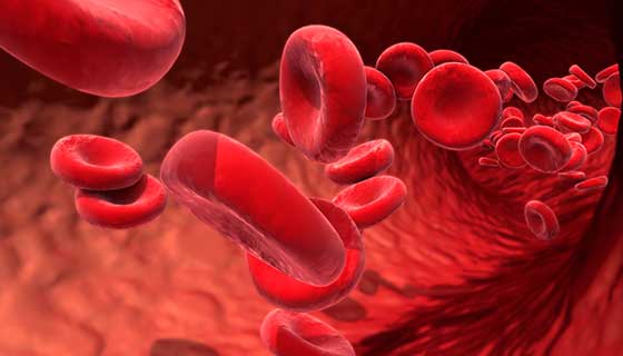 An illustration of blood cells.