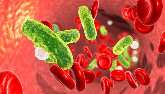 Illustration showing rod-shaped bacteria in blood with red blood cells and leukocytes.