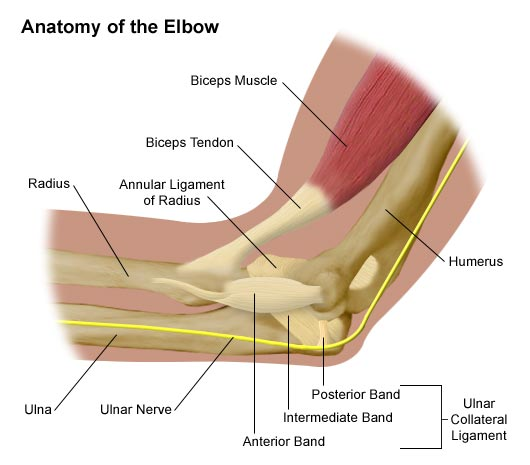 Anatomy of the elbow.