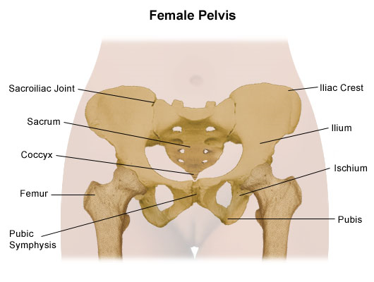 diagram of the female pelvis