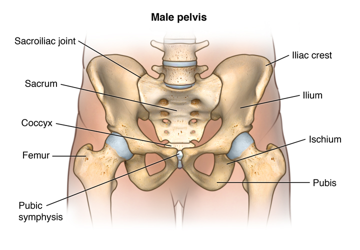 Facts About The Spine Shoulder And Pelvis Johns Hopkins Medicine