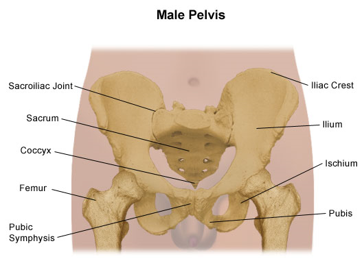 diagram of the male pelvis