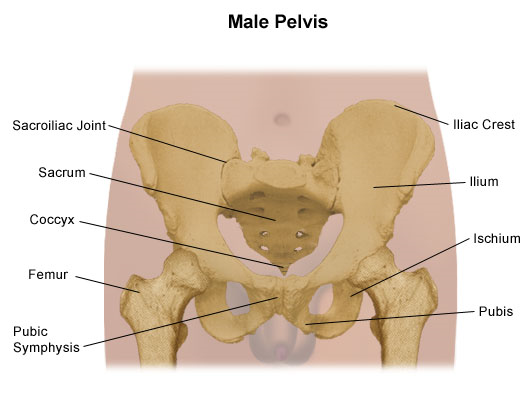 Hip Bone Anatomy or Pelvic Bone[Ilium-Pubis-Ischium]