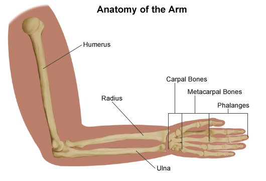 Diagram of the anatomy of the arm. 