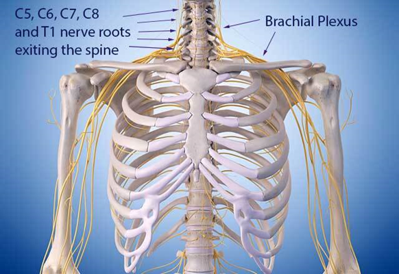 Diagram of the brachial plexus nerve roots in the neck