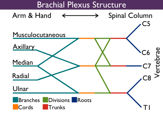 Structure of the five major nerve branches of the brachial plexus