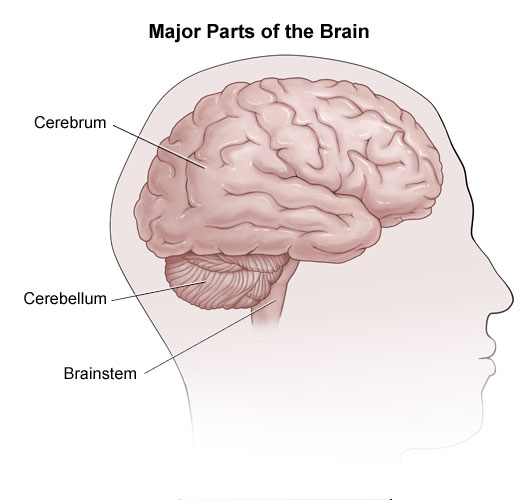 Location of the cerebrum, cerebellum and brainstem. 