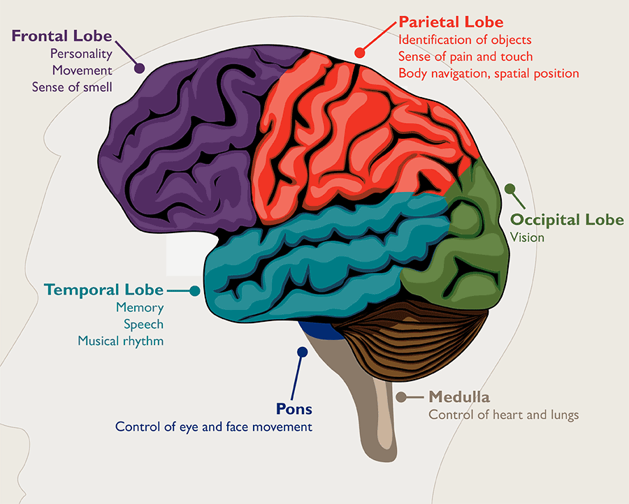 Diagram of five separate sections of the brain and their associated symptoms. The frontal lobe affects personality, movement and sense of smell. The parietal lobe impacts object identification, pain and touch, body navigation and spatial position. The occipital lobe relates to vision. The medulla controls the heart and lungs. The pons is responsible for face and eye movement. The temporal lobe is responsible for memory, speech and musical rhythm.