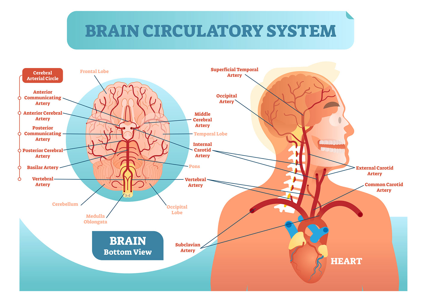 brain circulatory system