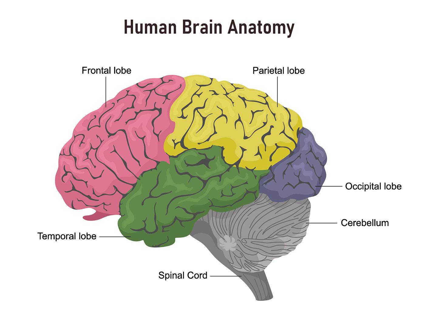Diagram of the brain's lobes: frontal, temporal, parietal and occipital