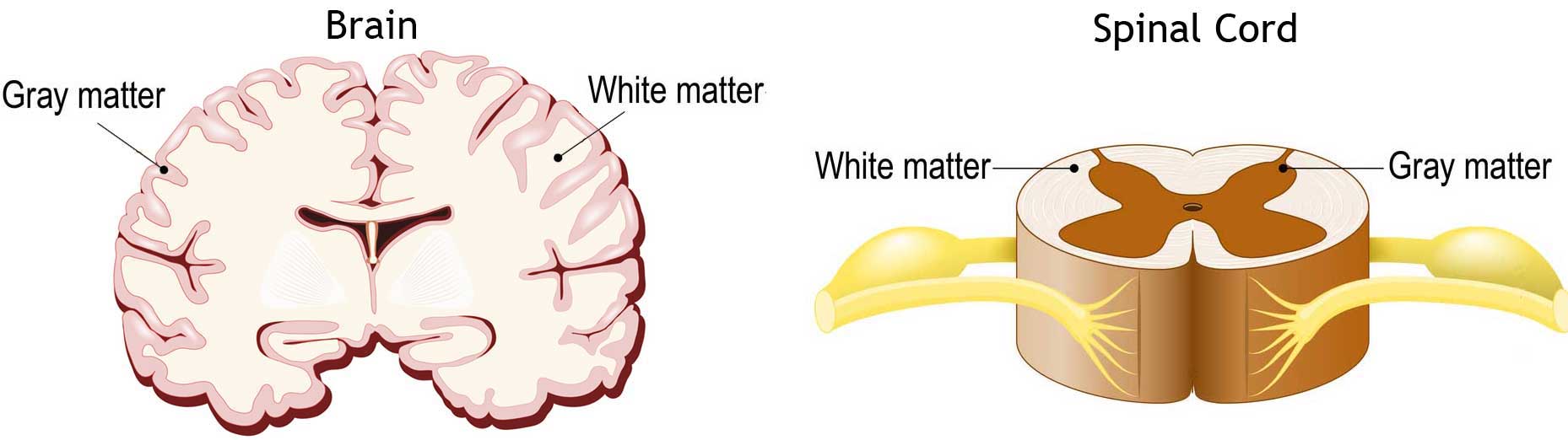 Brain Anatomy And How The Brain Works Johns Hopkins Medicine