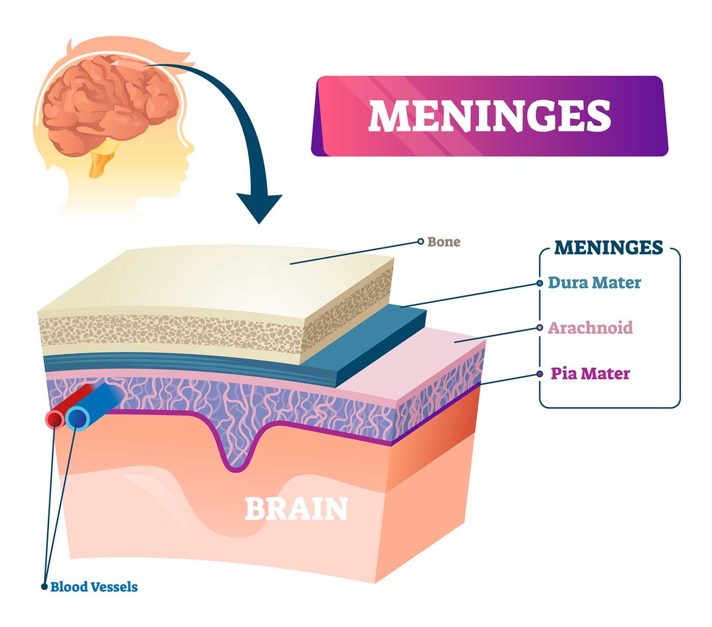 THE BRAIN