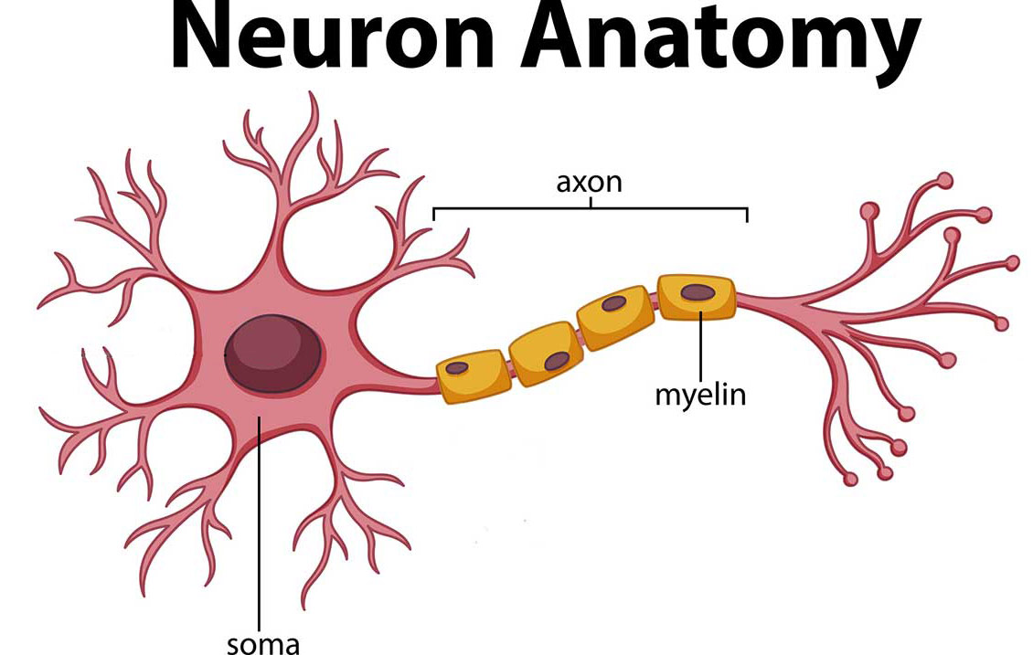 Parts of a nerve cell: the central soma cell body with inner nucleus and outer dendrites and long axon tail, insulated by myelin pads.